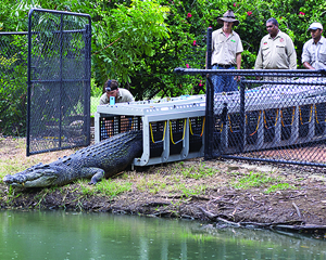 Crocodile Transport Unit